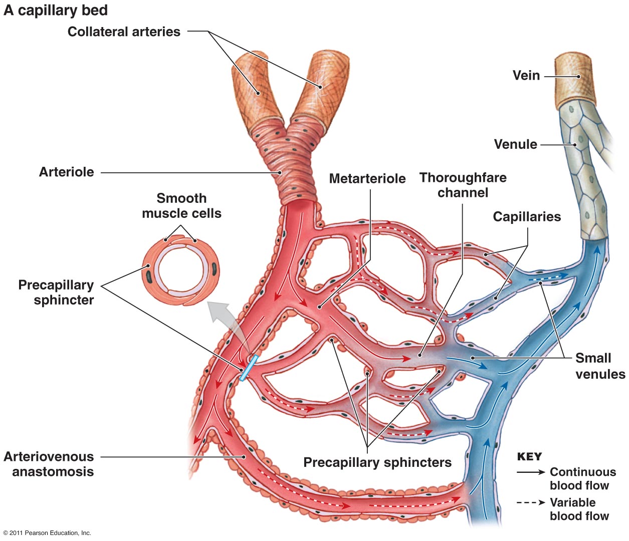 Особенность строения вены по сравнению с артерией. Сосуды микроциркуляторного русла схема. Схема строения микроциркуляторного русла. Артерии и вены венулы и артериолы. Артерии артериолы капилляры венулы вены.